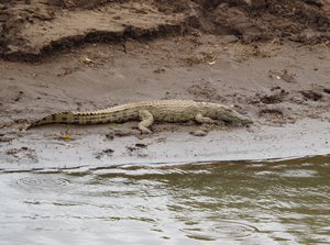 Nile Crocodile 