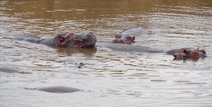 Hippos keeping company