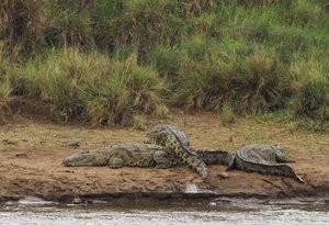 Nile Crocodiles 