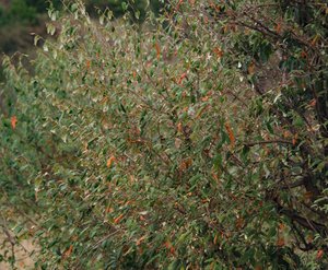 Croton bush 