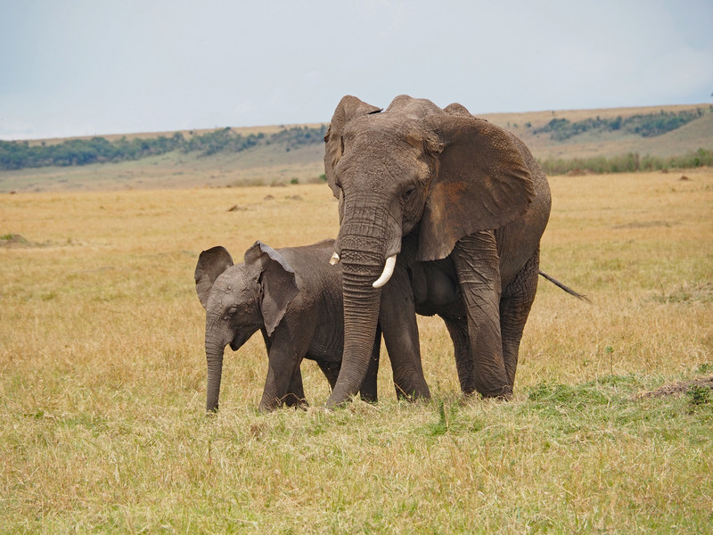 Mother elephant with her offspring 