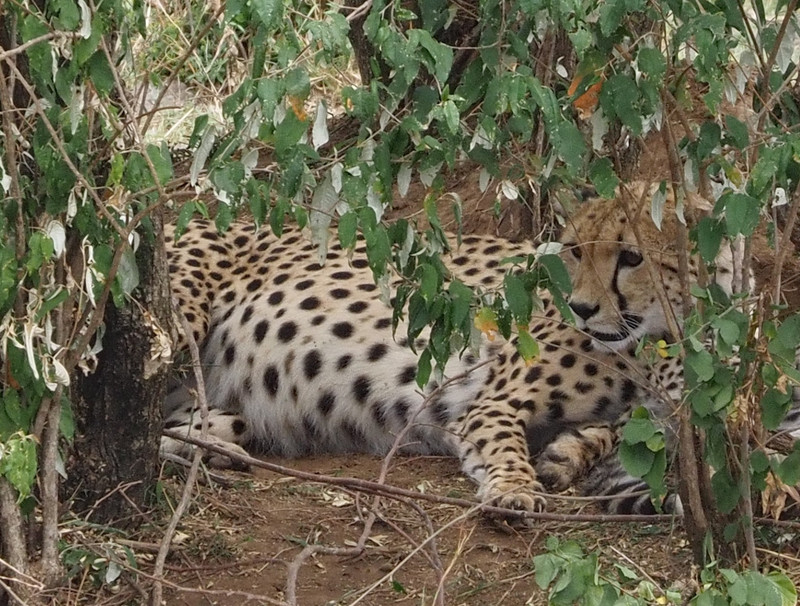 Cheetah keeping cool in the shade