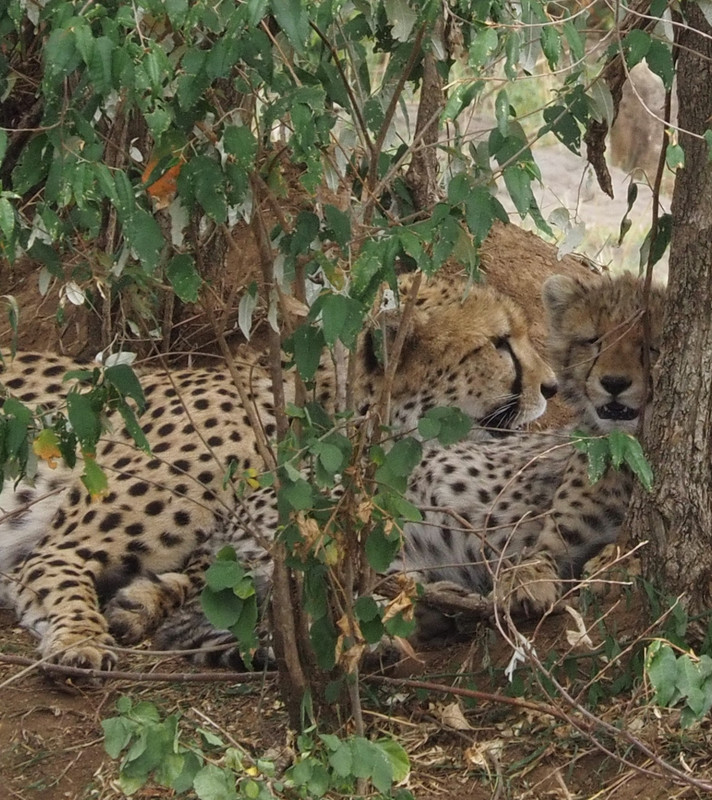 Cheetah cubs 