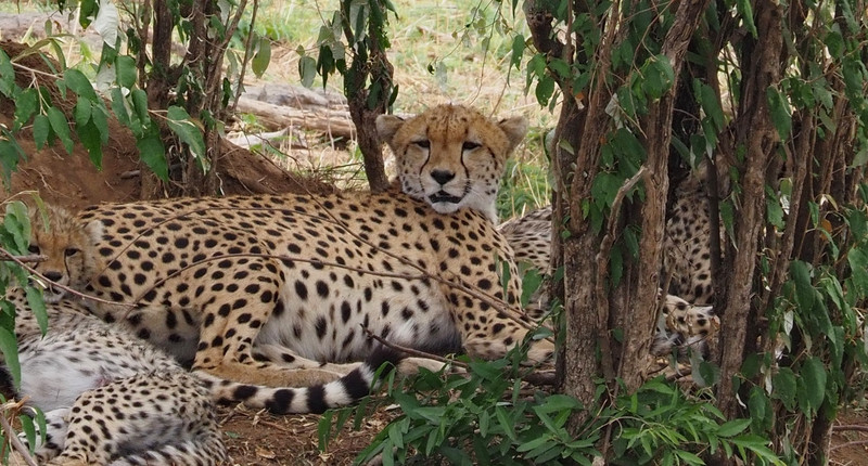 Mother cheetah