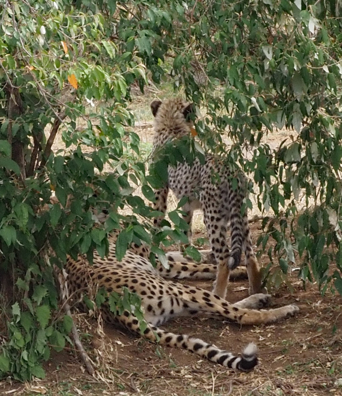 Curious cheetah cub