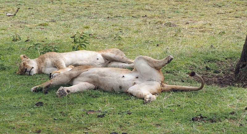Pregnant lions digesting a big meal