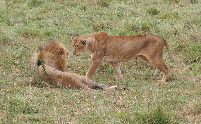 Lioness initiates courtship