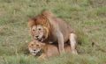 Mating and mild roaring