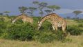Maasai Giraffes feeding