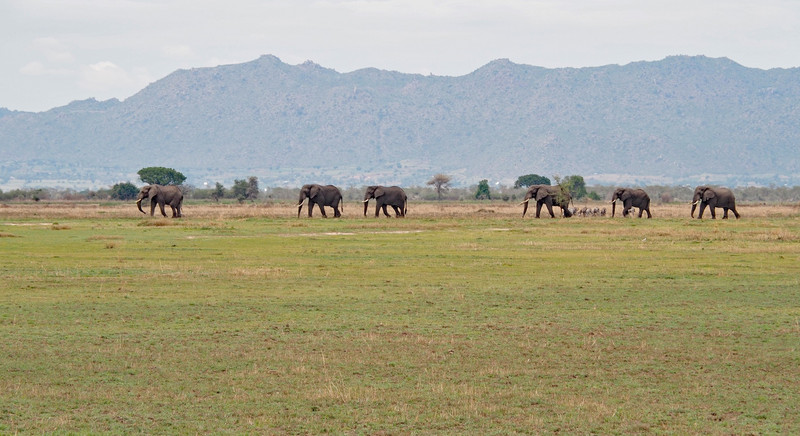 Bachelor group of elephants 