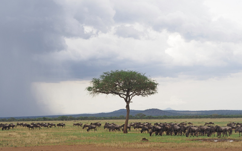 Wildebeest herd enjoying refreshened grass