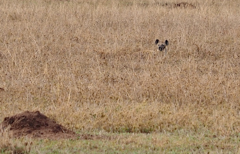 Hyena alert and camouflaged