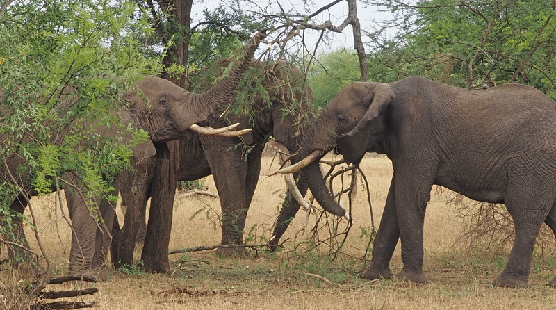 Elephants in a joint venture for sustenance