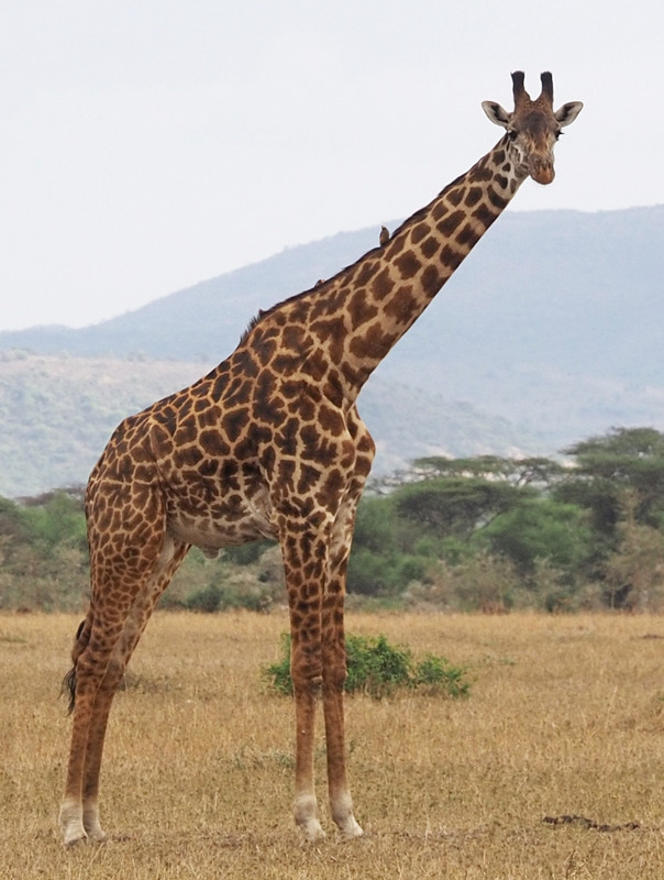 Maasai giraffe 