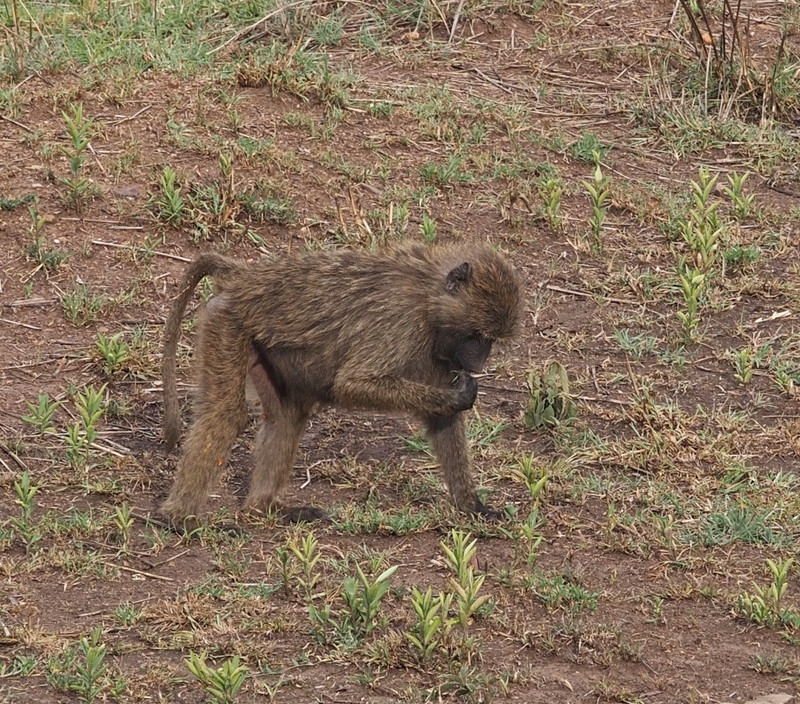 Baboon eating fresh grass 
