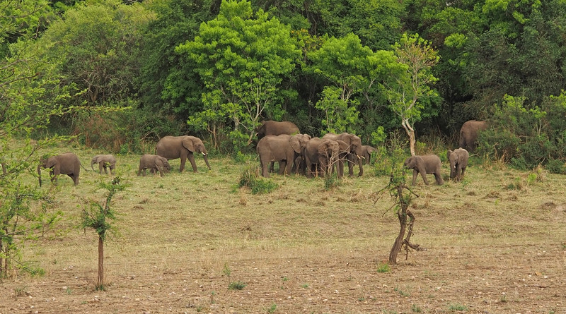 Elephant herd in the shade of the late afternoon