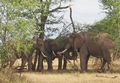 Elephants feeding on Acacia trees