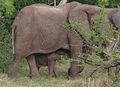 Baby elephant nursing 