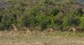 Maasai Giraffe herd in late afternoon