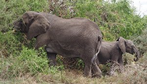 Elephants foraging 