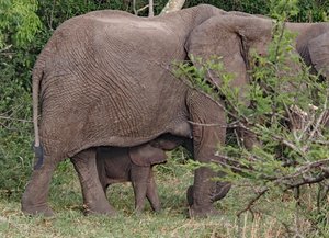 Baby elephant nursing 