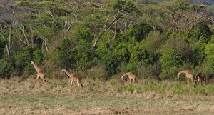 Maasai Giraffe herd in late afternoon
