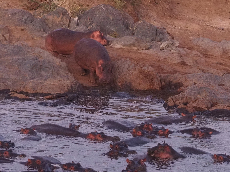 Hippos returning to their pool