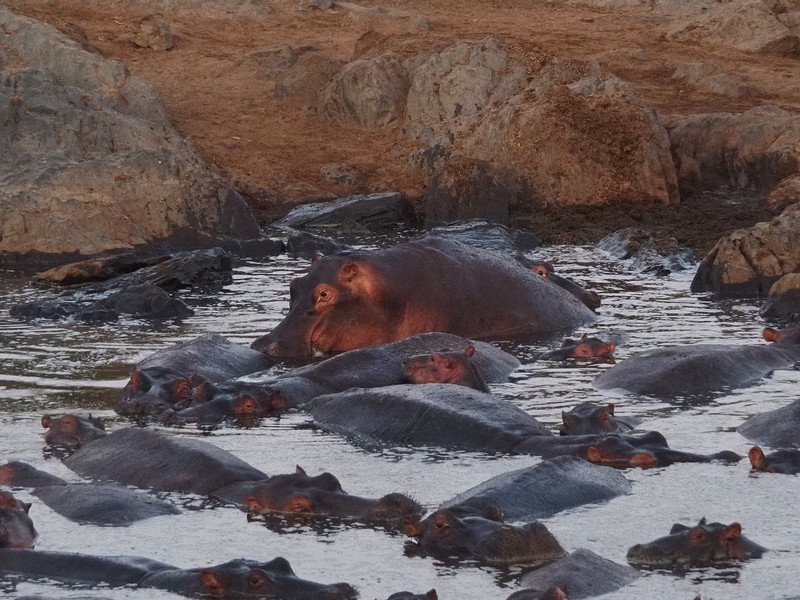 Hippo pushing into place
