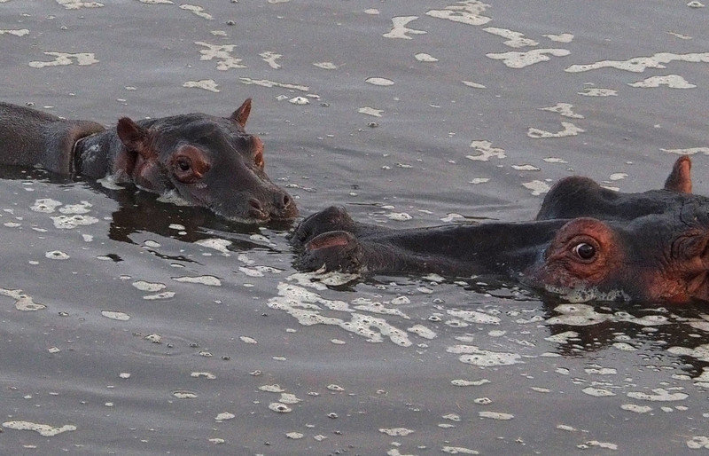 Adult hippo and juvenile 