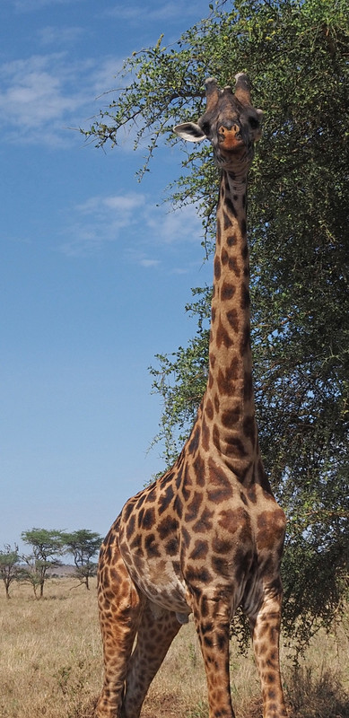 Giraffe -15 ft tall 