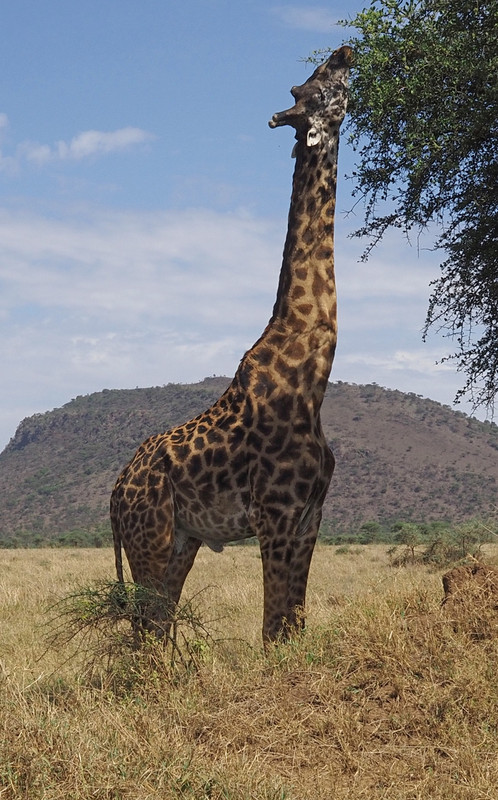 Giraffe feeding at the longest stretch
