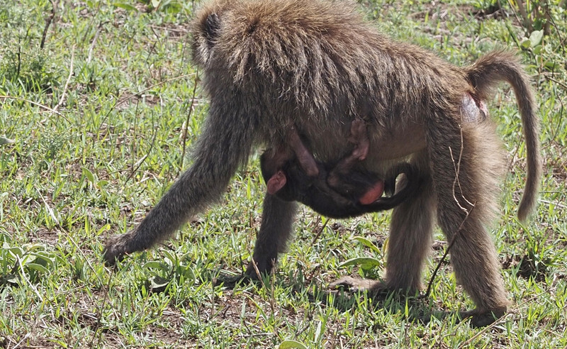 Olive Baboon carrying her nursing baby 
