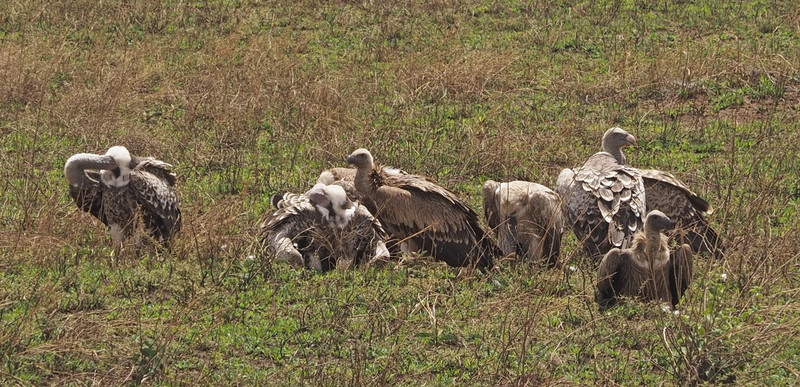 Vultures consorting