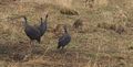 Savanna Hare, Guinea Fowl, Banded Mongoose 