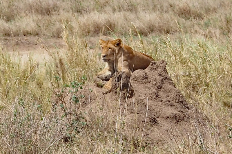 Lioness looking for offspring