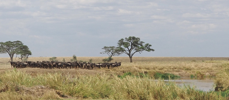 Wildebeest waiting for the lion to leave 