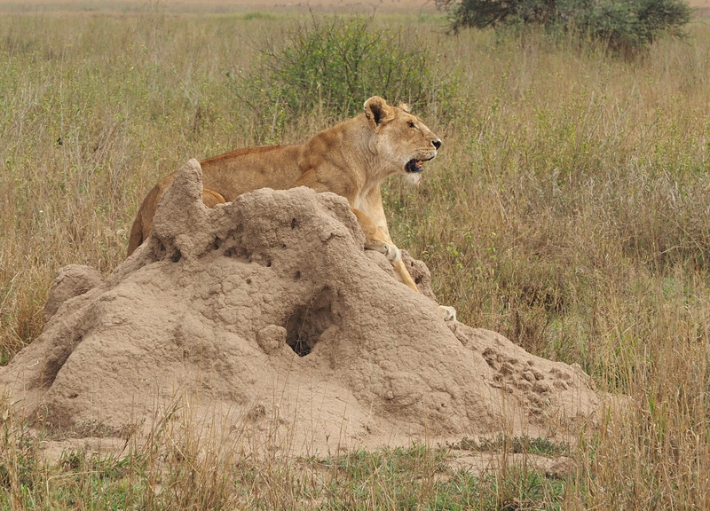Lioness calling offspring 