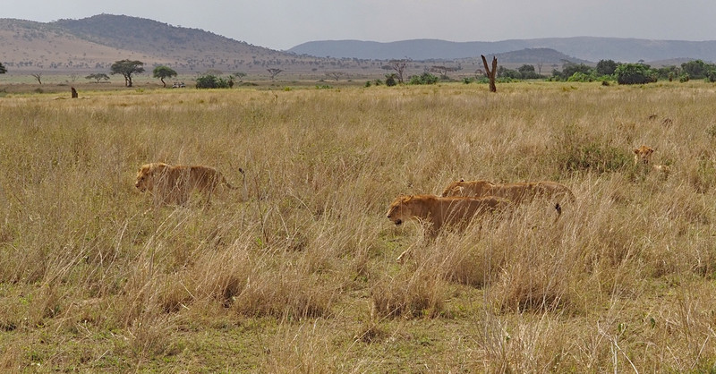 Lion family off to hunt