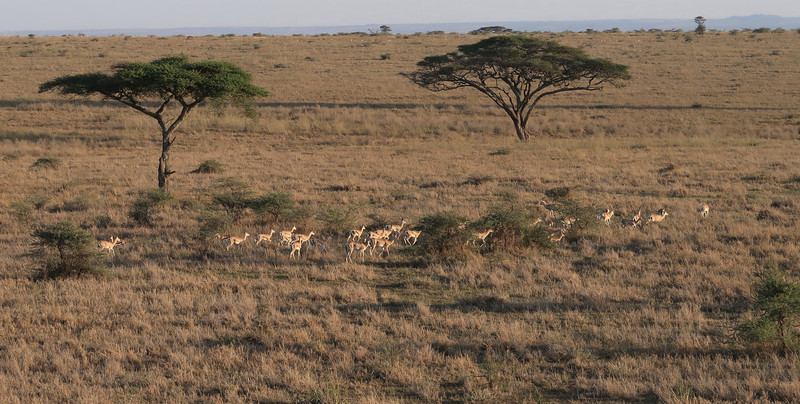 Thomson's Gazelles 