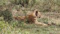 Radio collar on lioness 