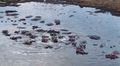 Hippo pool fully populated