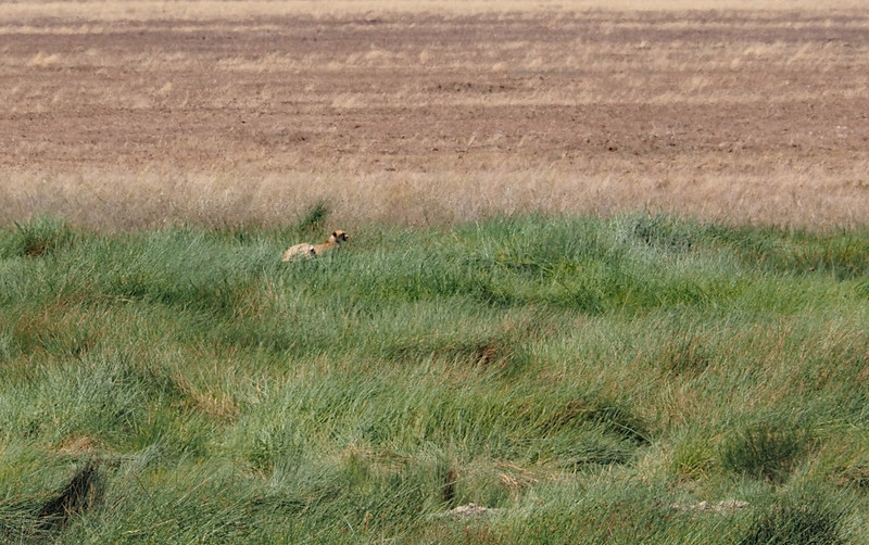 Cheetah in grass 