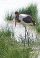 Saddle-billed Stork 
