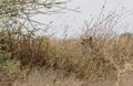 Cheetah in dried grass and bushes