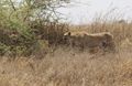 Cheetah stalking unseen prey