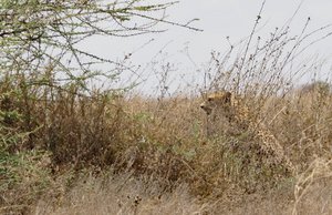 Cheetah in dried grass and bushes