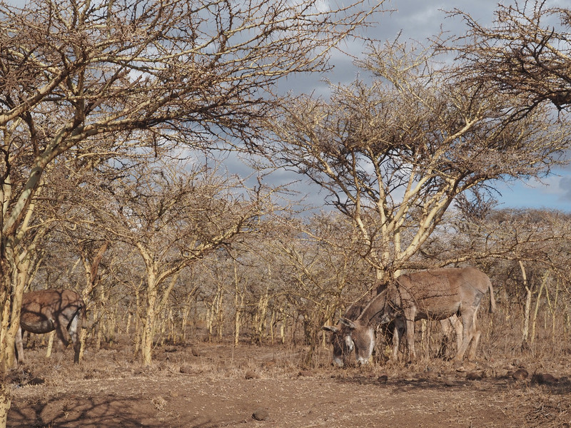 Donkeys of herdsmen