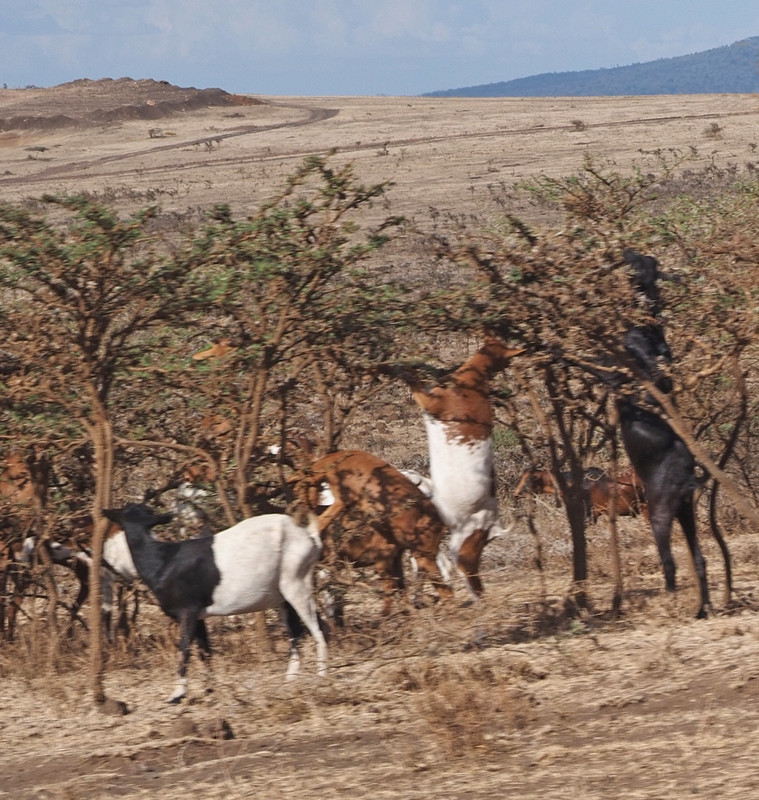 Goats feeding on bushes