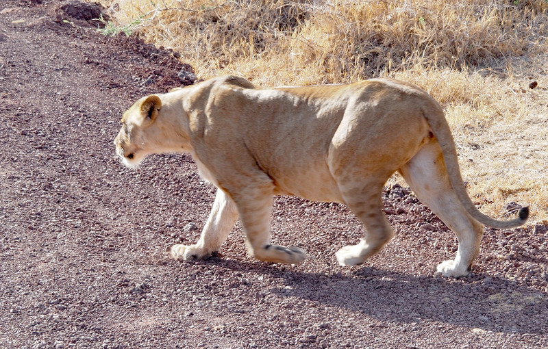 Lioness crossing right in front of us 