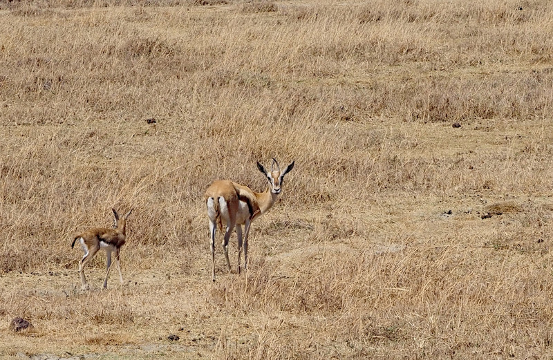 Thomson's Gazelle with her fawn 
